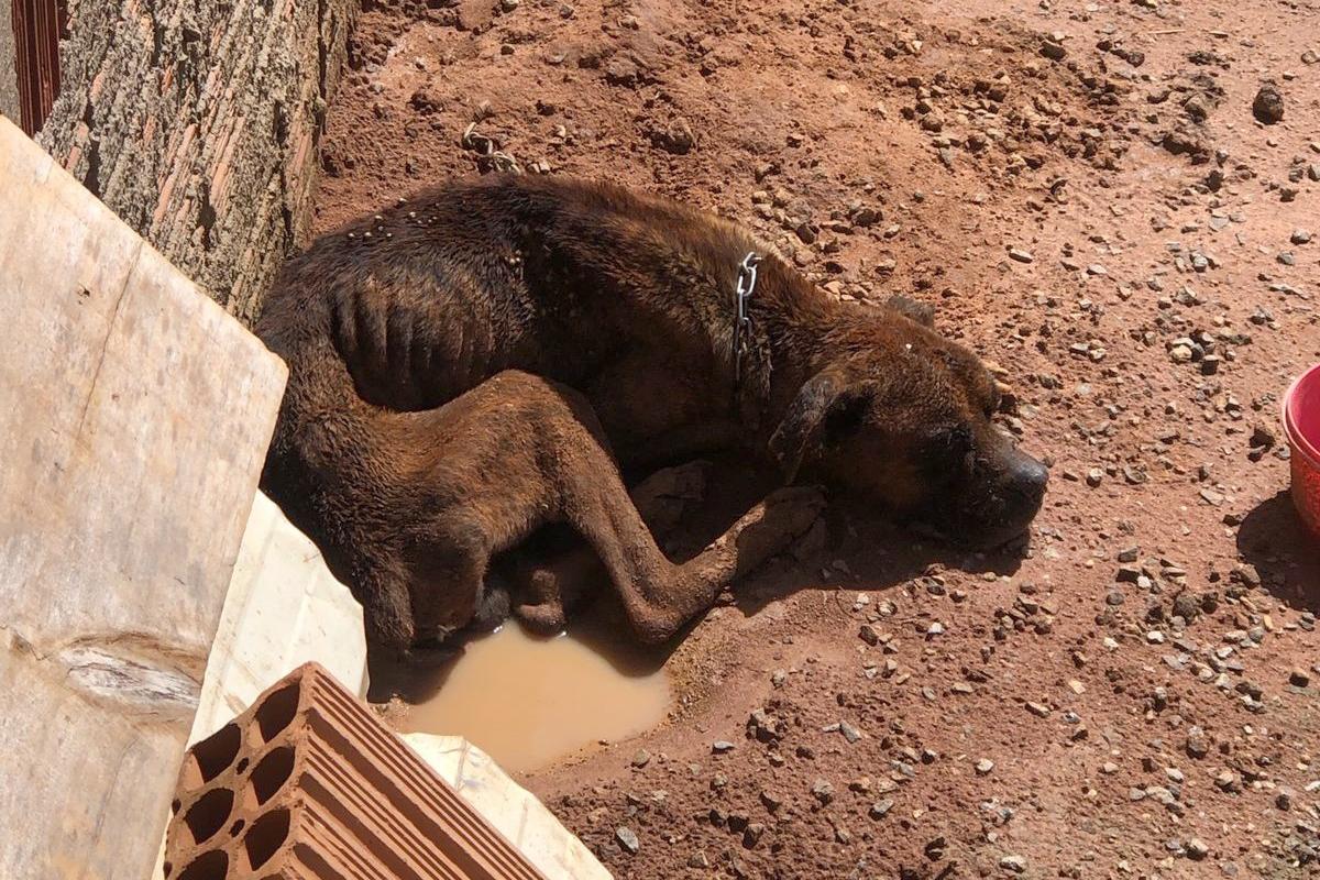 Mulher que deixou cão morrer de fome e sede terá que pagar R$ 9 mil