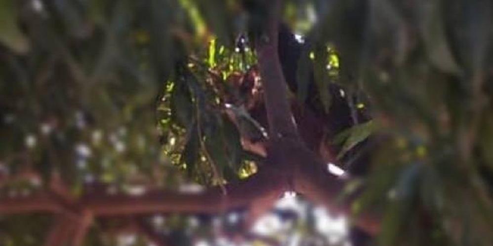 Onça é vista entre galhos de mangueira no Jardim Alvorada