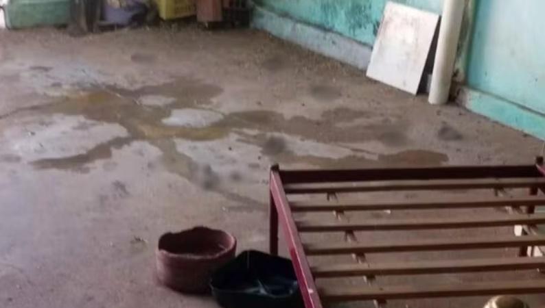 Mulher tem braço dilacerado por pitbull em canil clandestino com maus-tratos