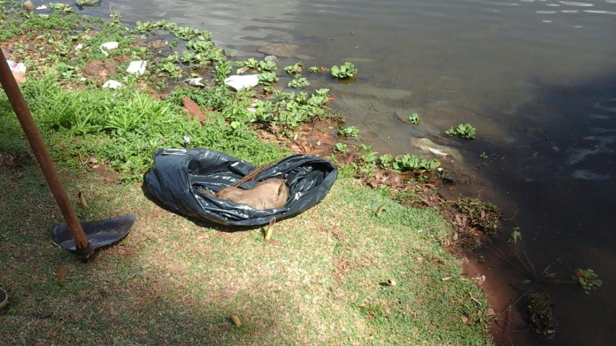 Capivaras são encontradas mortas no lago 2 da Represa de Rio Preto