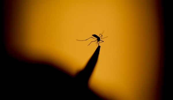 Cidade da região confirma quatro mortes por dengue
