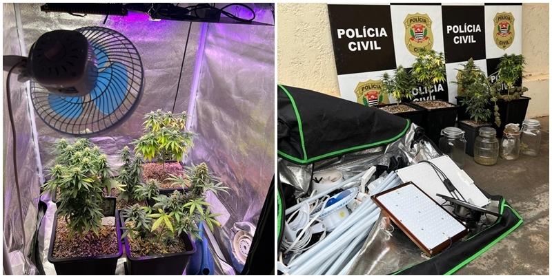 Polícia Civil apreende estufa com plantio de maconha no bairro Santo Afonso em Fernandópolis