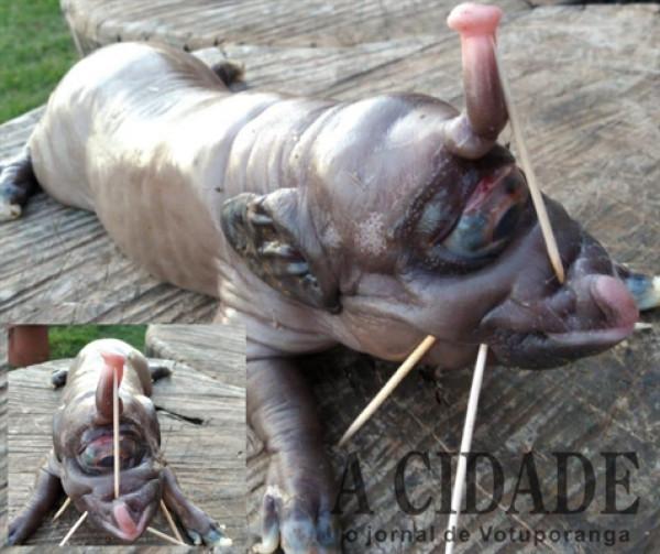 ‘Porco mutante’, com 'tromba de elefante' e um olho só, nasce em Votuporanga
