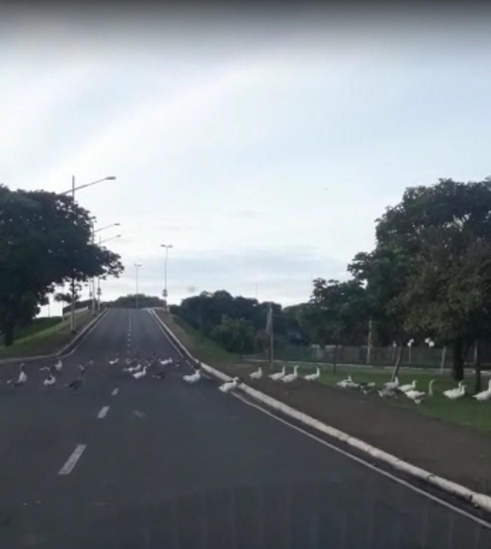 Patos são flagrados atravessando avenida de Rio Preto enfileirados