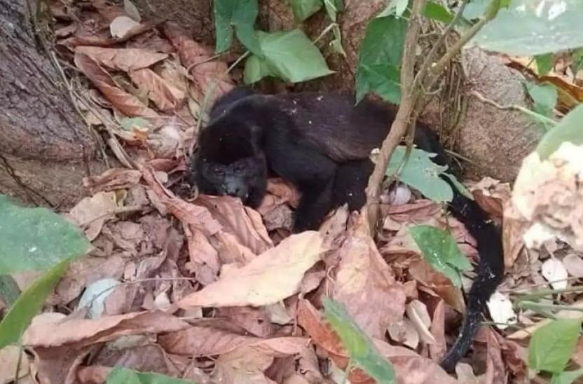 Dezenas de macacos caem mortos de árvores em onda de calor; VÍDEO