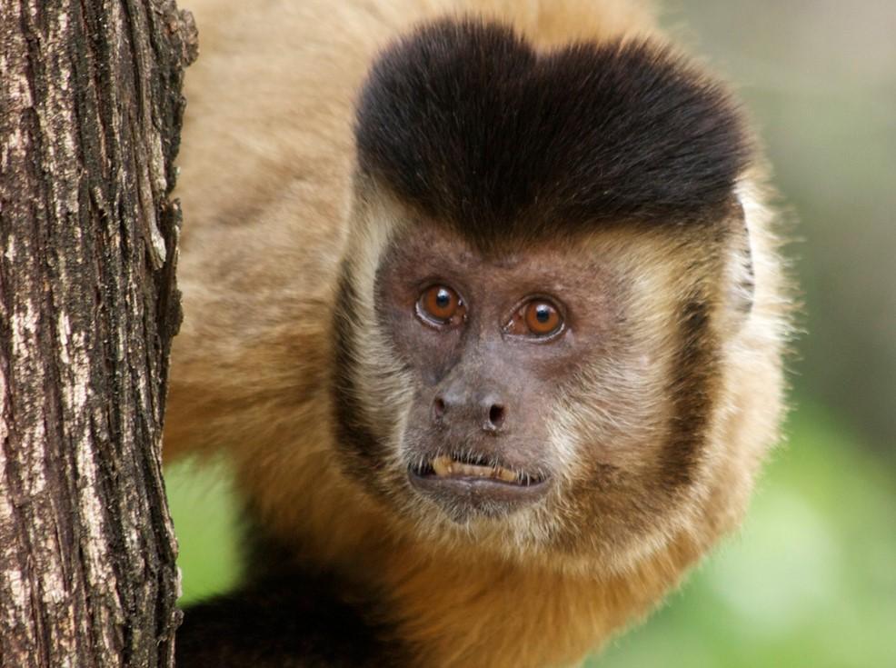 Macaco-prego é apreendido em Jales-SP durante Operação Semana do Meio Ambiente em ação conjunta com a Polícia Federal