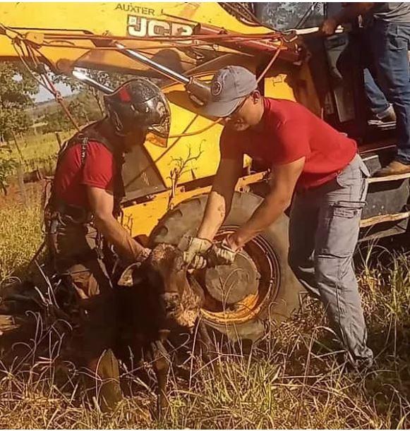 Bezerro cai em poço de 30 metros de profundidade e é resgatado por bombeiros