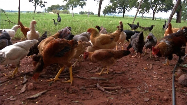 Em Fernandópolis, IB treinará agricultores na produção semi-intensiva de aves
