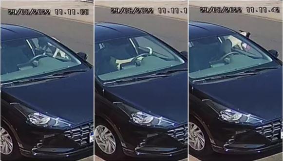 Cão invade carro e 'furta' marmita de motorista