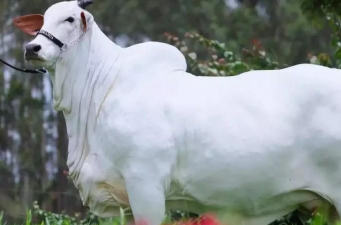 Carina: a vaca nelore de R$ 24 mi, a mais valorizada do mundo