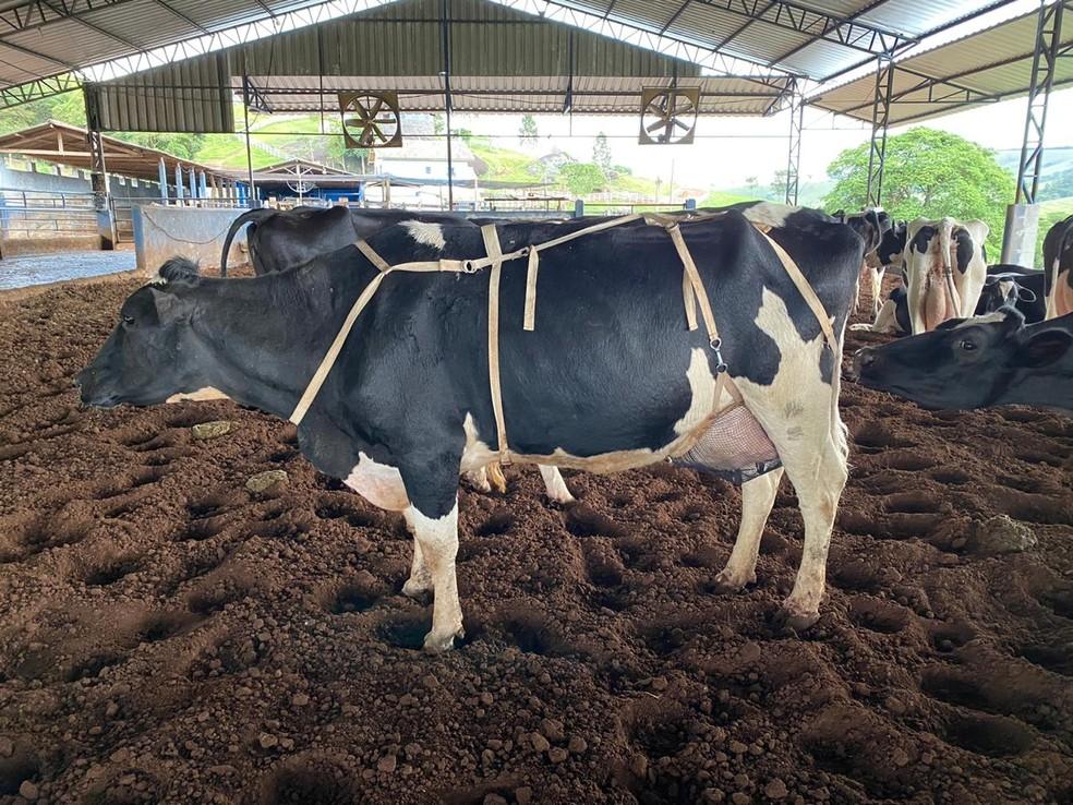 Pecuaristas focam em gestão e testam até 'sutiã' para aumentar a produção de leite no país