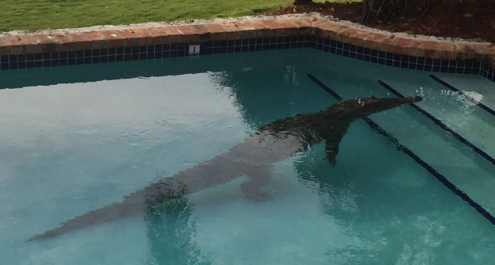 Homem leva susto ao encontrar crocodilo na piscina de sua casa