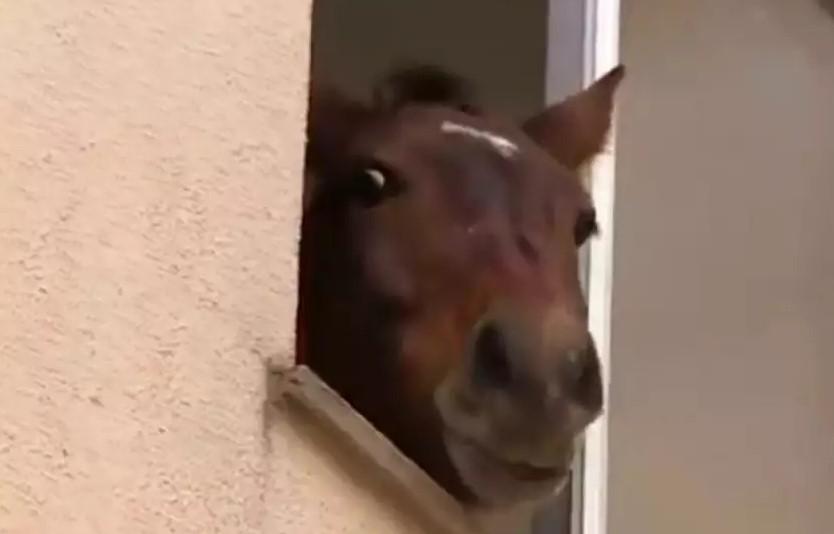 Bombeiros resgatam cavalo no 3º andar de prédio no RS