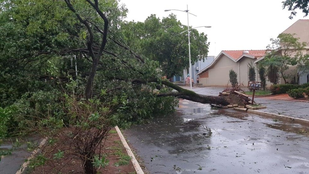 Tempestade derruba árvores e causa estragos em Ilha Solteira