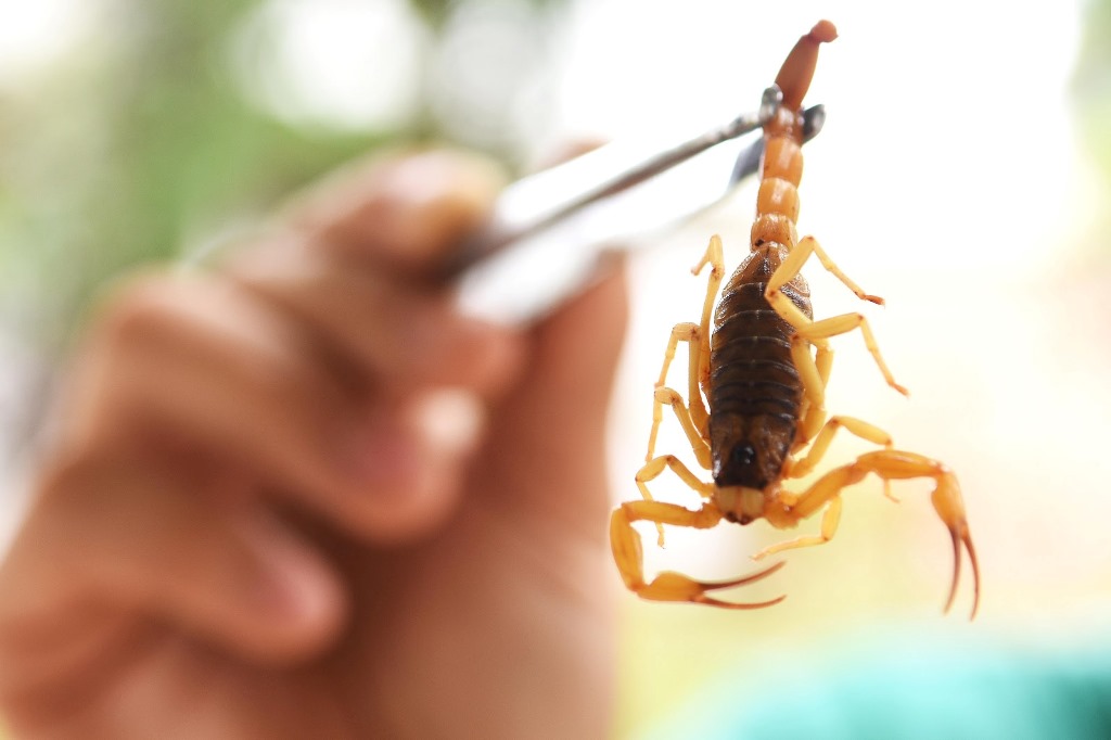 Combate às endemias alerta a população para cuidados com escorpiões