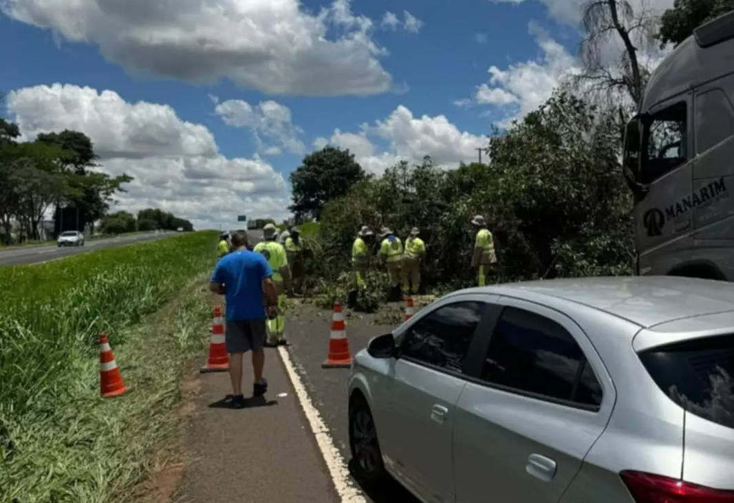 Árvore de grande porte cai e causa transtornos em rodovia de Fernandópolis