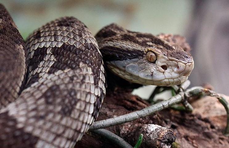 Morador de Rubineia perde a vida após ataque de jararaca enquanto trabalhava