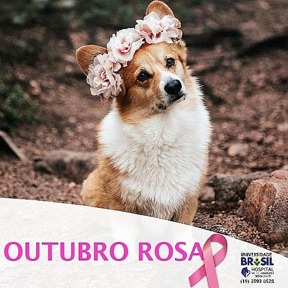 Hospital Veterinário da Universidade Brasil de Descalvado-SP é referência no tratamento de animais com câncer