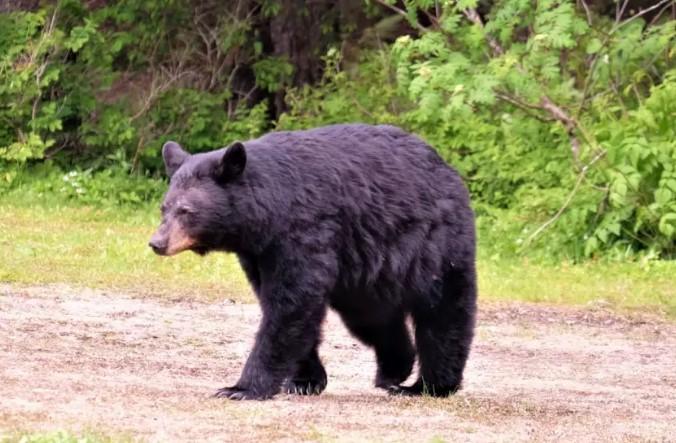 Urso de 119kg continha restos mortais de idoso; cão também morreu