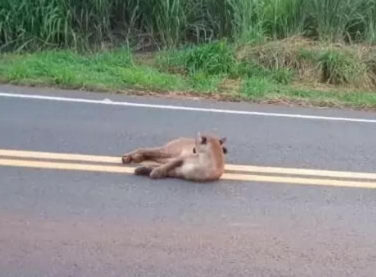 Onça-parda é vista em rodovia próxima a Brasitânia; motoristas auxiliam na sinalização