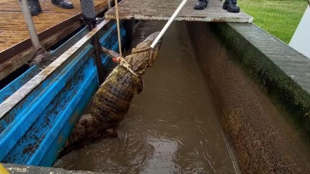 Jacaré é encontrado em estação de tratamento de esgoto de Araçatuba