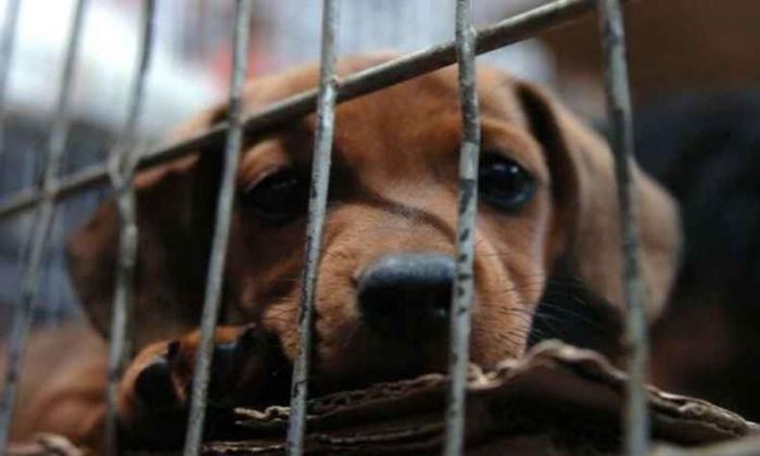 Projeto criminaliza venda de animais domésticos pela internet