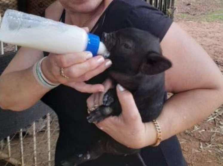 Justiça autoriza morador a manter cabra e porco como animais de estimação em Votuporanga