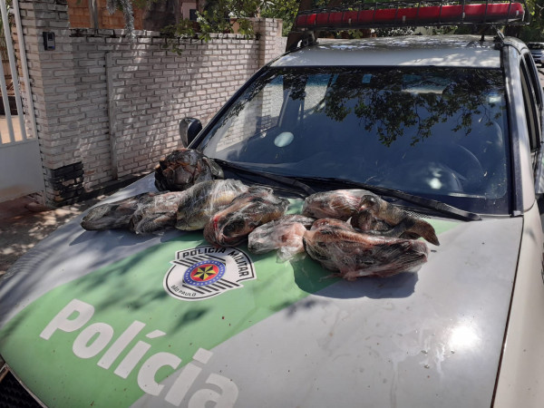 Polícia Ambiental registra três ocorrências em Populina