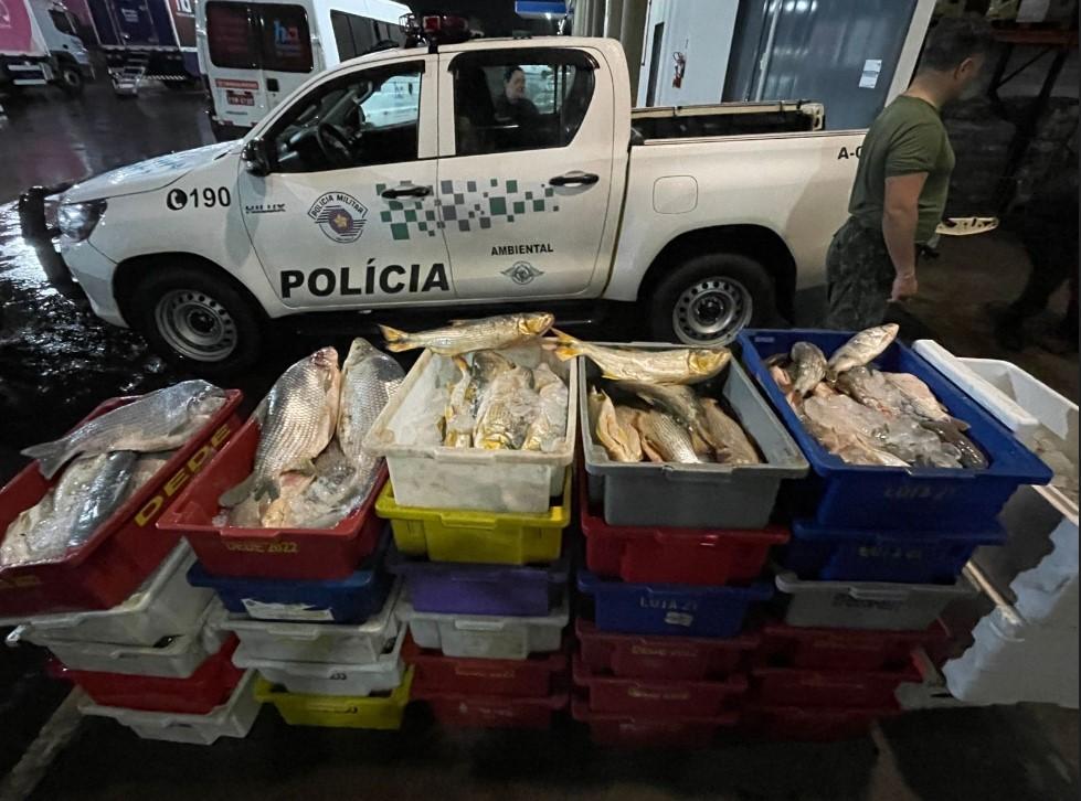 PM Ambiental apreende mais de 500 kg de peixes pescados ilegalmente em Barretos