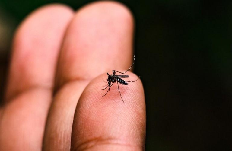 SP lança portal “Dengue 100 Dúvidas” para informar população na luta contra o mosquito