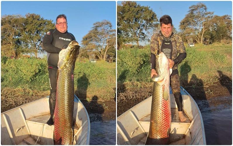 Pescadores capturam pirarucu de 75 kg no Rio Grande em Mira Estrela