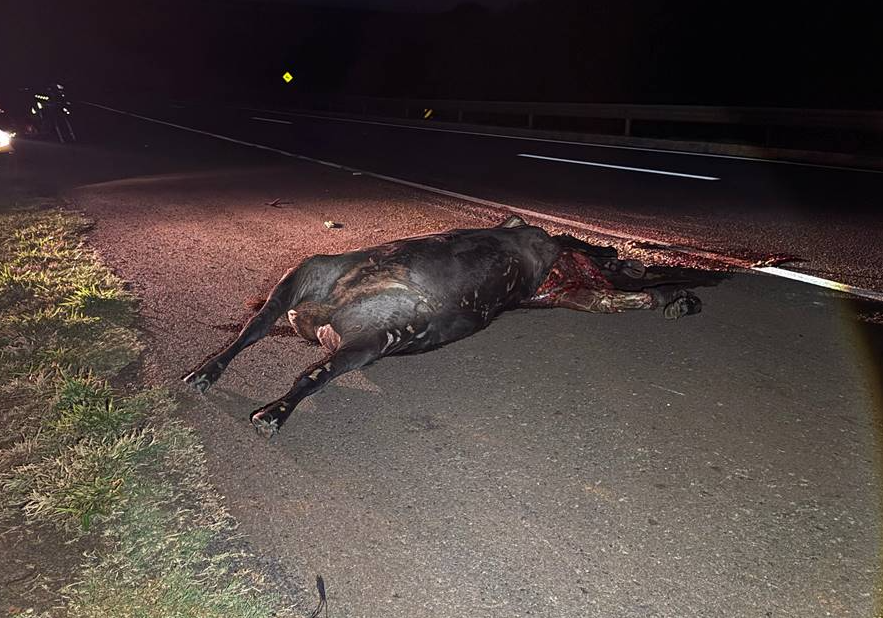 Vaca morre ao ser atingida por carreta em rodovia de Fernandópolis