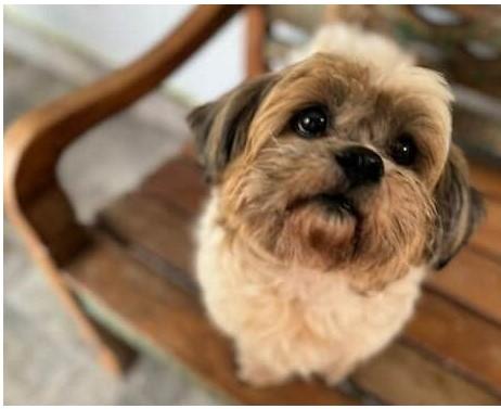 Cão vítima de castração caseira é um dos autores de ação contra tutora