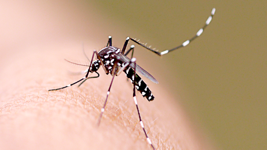 Casos de dengue aumentam 79% entre um ano e outro em Fernandópolis