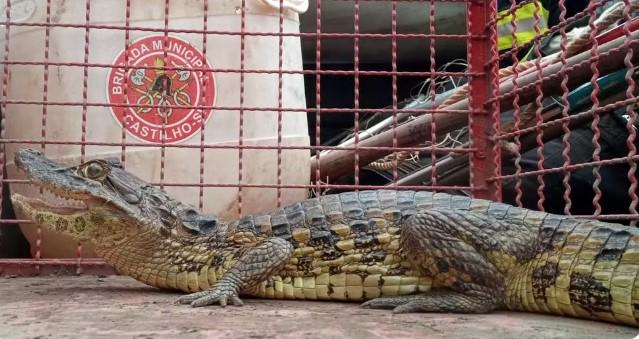 Mulher é surpreendida por jacaré de mais de um metro em varanda de casa no interior de SP