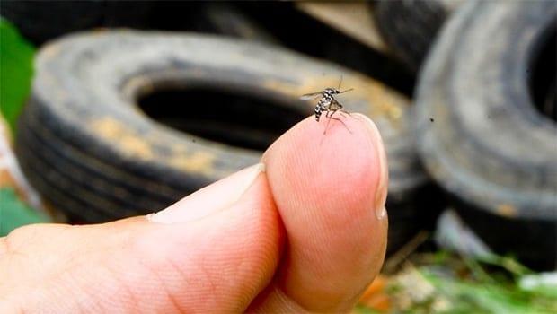 Fernandópolis encerra janeiro com 2.755 casos de dengue e três óbitos confirmados