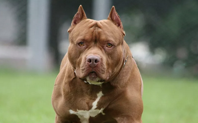 Dono de pitbull terá que indenizar criança atacada em condomínio