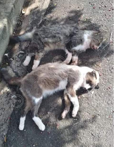 Jales - Crueldade, Polícia investiga envenenamento de gatos