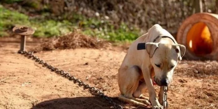 Comissão aprova aumento de pena para maus-tratos a cães e gatos