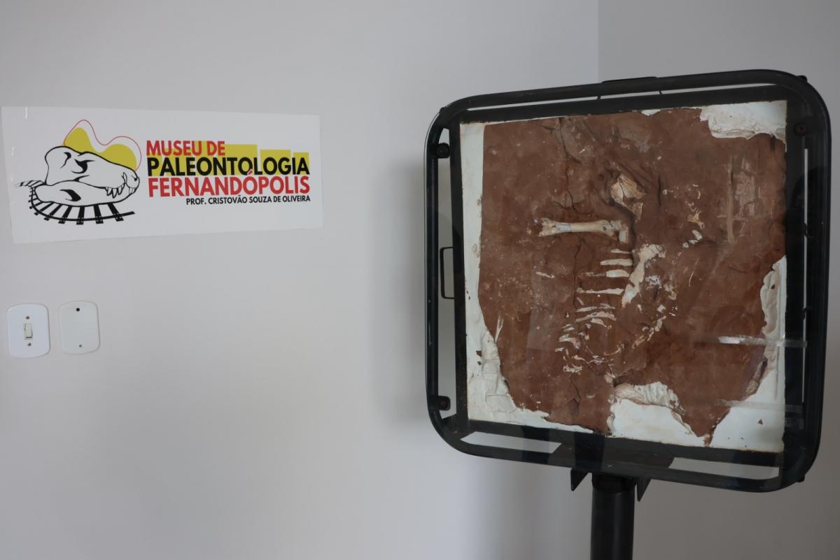 Museu de Fernandópolis exibe fóssil pré-histórico de 80 milhões de anos