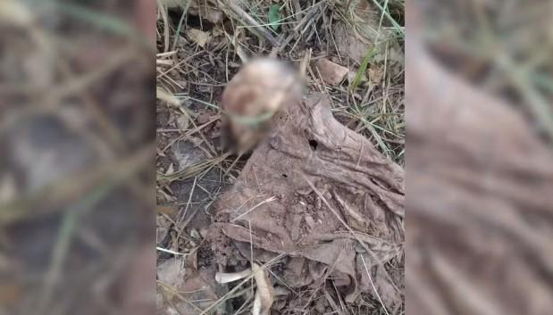 Ossada humana é encontrada em área de pastagem em Araçatuba