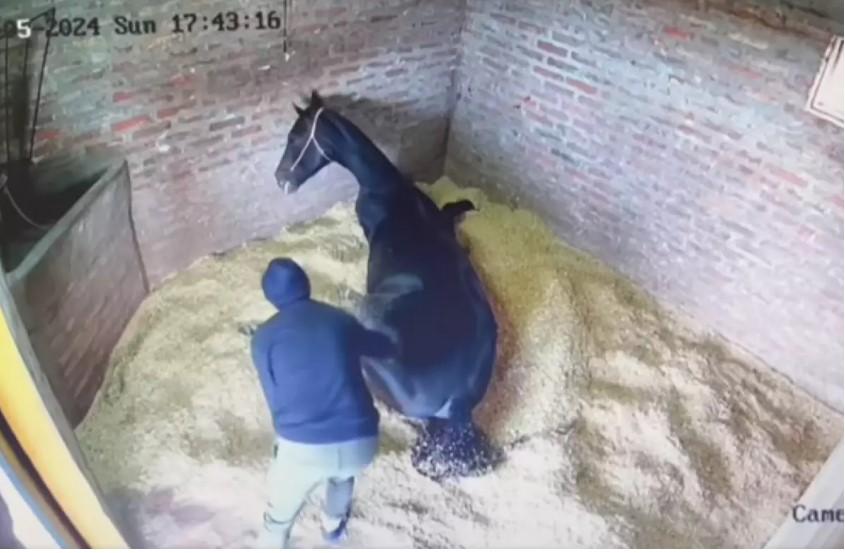 Brasileiro envenena e mata cavalo na Argentina; VÍDEO