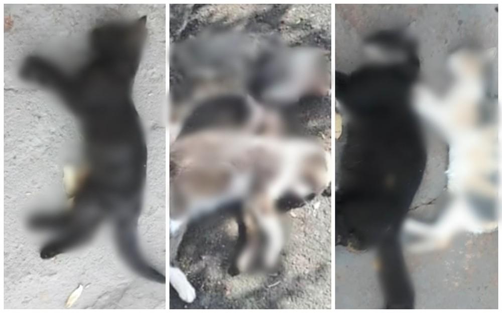 Polícia investiga morte de gatos com sinais de envenenamento