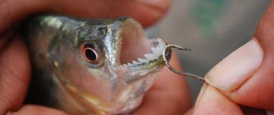 QUANDO O PEIXE MORRE PELA BOCA: UM CASO QUE DESAFIA A LÓGICA