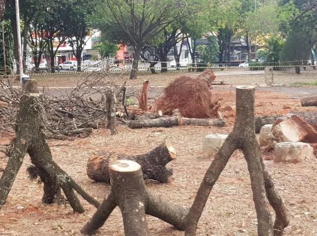 Corte de árvores em Cidades, em que situações podem ser feitas?