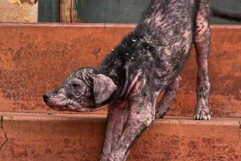 Tutora ignora ajuda veterinária e acaba presa por maus-tratos a animais