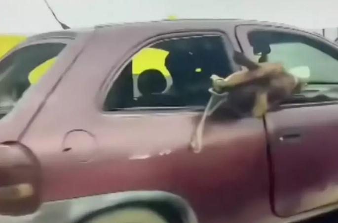 Irregular: Motoristas levam cavalos em moto e carro; VÍDEO