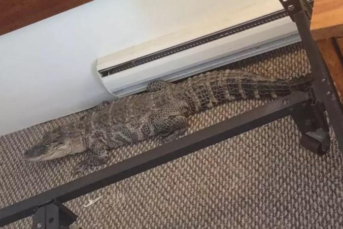 Cliente 'esquece' jacaré de 1 metro em quarto de motel