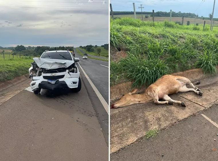 Caminhonete bate em vaca na rodovia Euclides da Cunha; animal morre