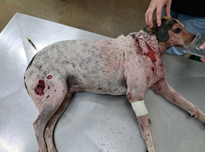 Cachorro sofre ataque grave de pitbull no Universitário em Fernandópolis